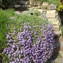 Aubrieta deltoidea